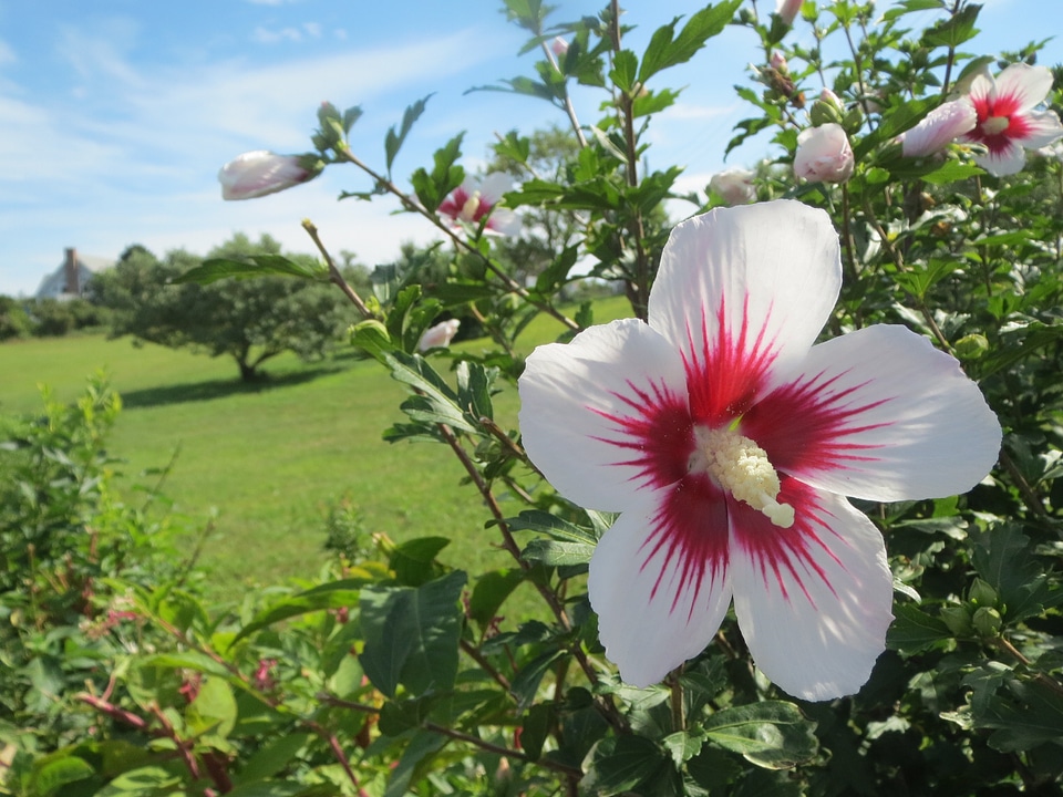 Natural blossom bloom
