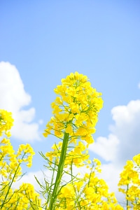 Yellow flowers plant photo