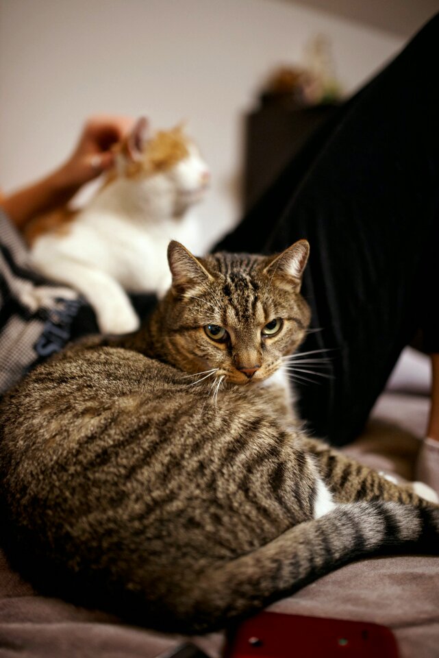 Black and Gray Cat Behind Man in Black Bottoms Holding White and Brown Cat