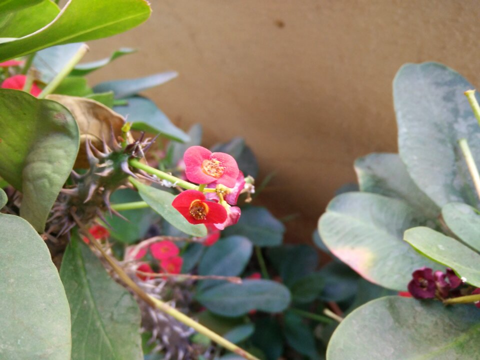 Free stock photo of christ plant, christ thorn, crown thorns