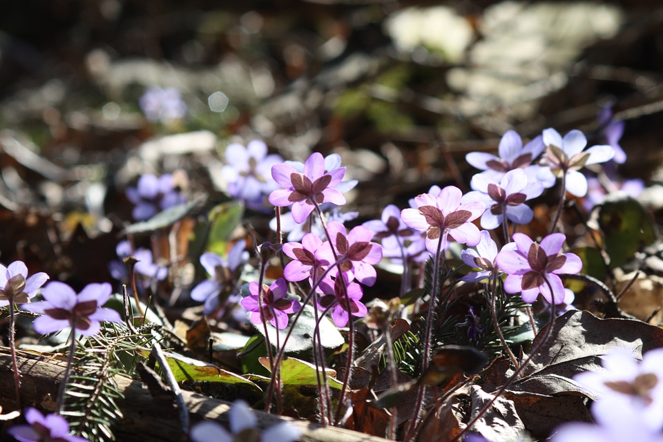 Flower spring spring plant