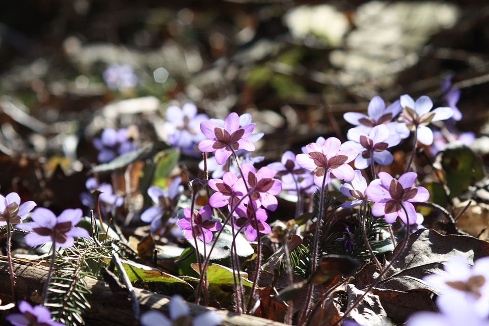 Flower spring spring plant photo