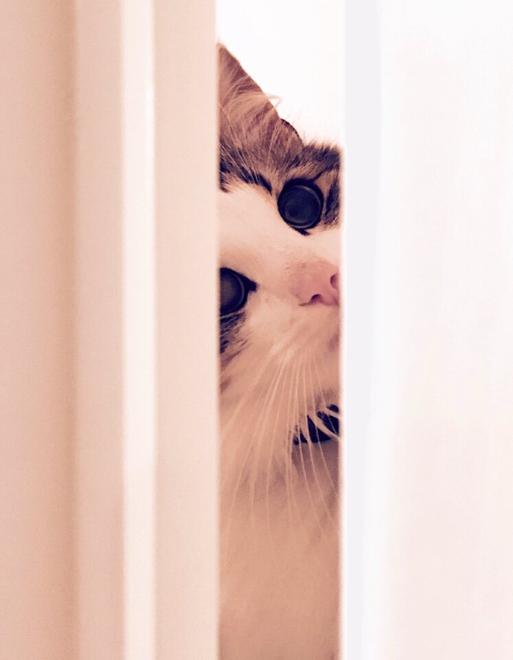 Free stock photo of behind, cat, door photo