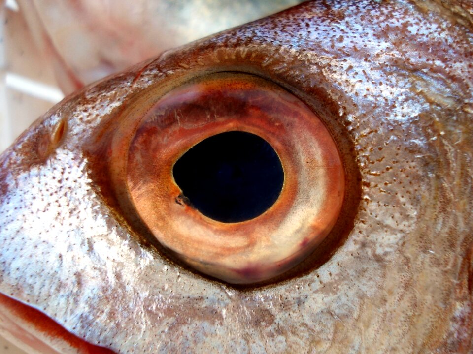 Free stock photo of fish, theme cooking