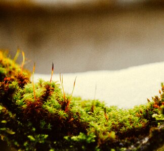Free stock photo from Tookapic