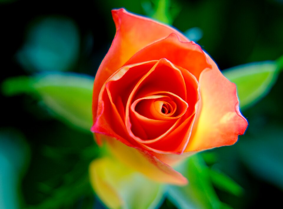 Selective Photo of Orange and Yellow Rose