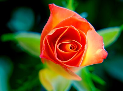Selective Photo of Orange and Yellow Rose
