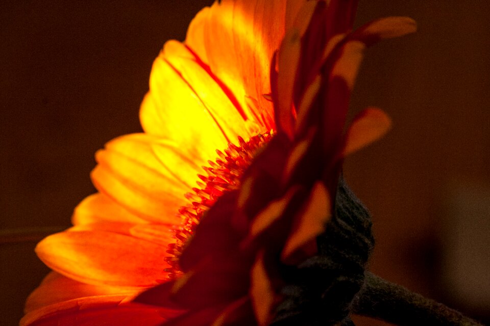 Free stock photo of flower, macro, orange