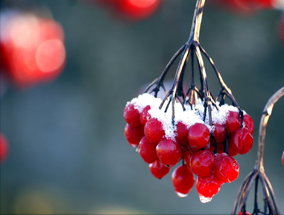 Red Round Fruit Near Each Other
