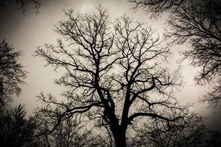 Free stock photo of branches, tree