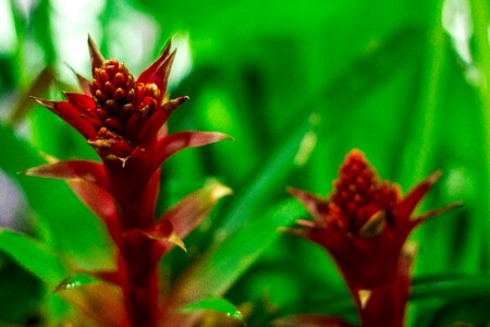 Free stock photo of canon, green, nature