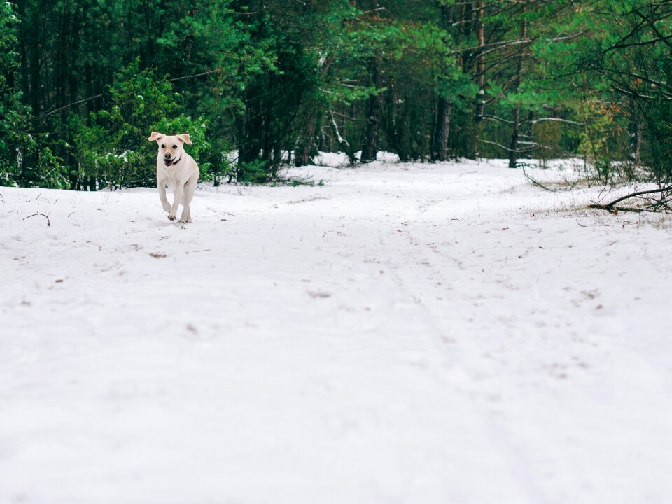 Free stock photo of bitch, dog, fibi
