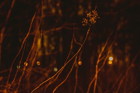 Free stock photo of light, night, plant photo