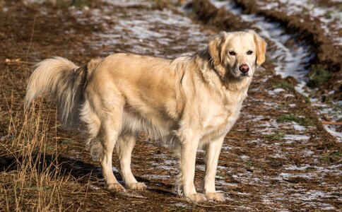 Yellow Labrador Retriever on Green and Brown Grassy Road