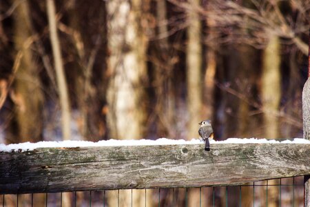 Free stock photo of fence, snow, tufted titmouse