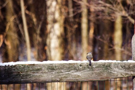 Free stock photo of fence, snow, tufted titmouse photo