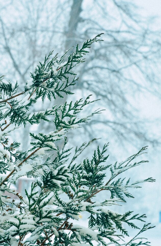 Free stock photo from Tookapic