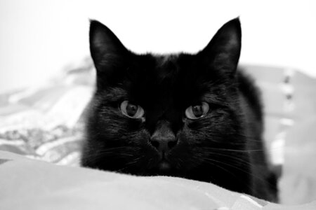 Free stock photo of animal, bw, cat