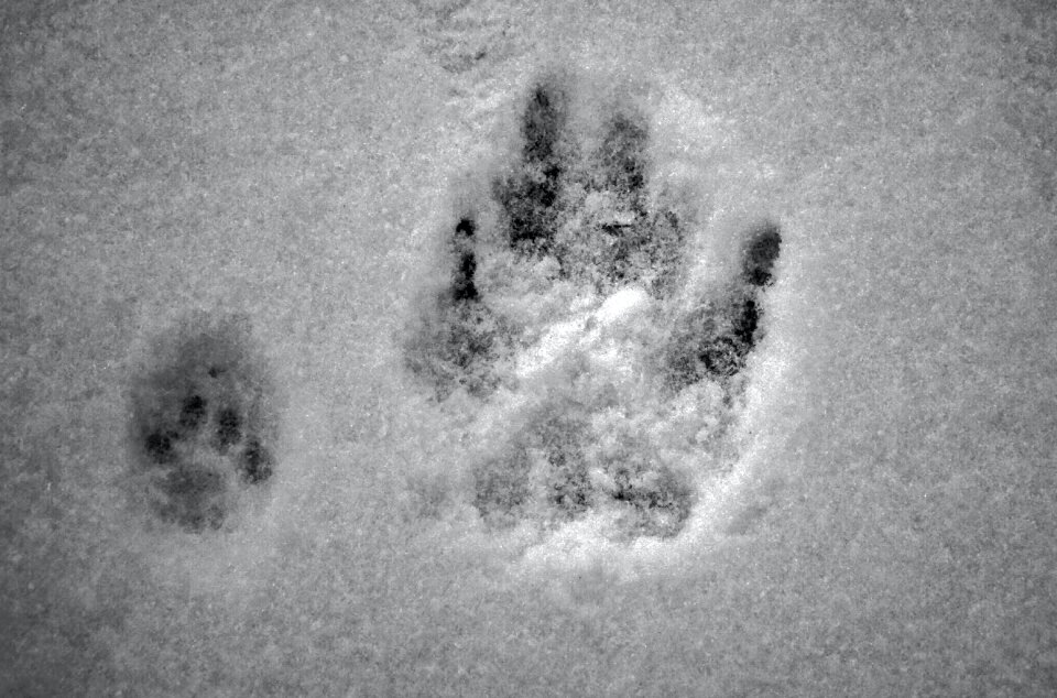 Free stock photo of animals, snow, traces