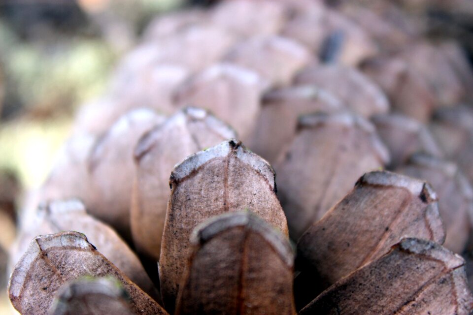Free stock photo of detail, nature