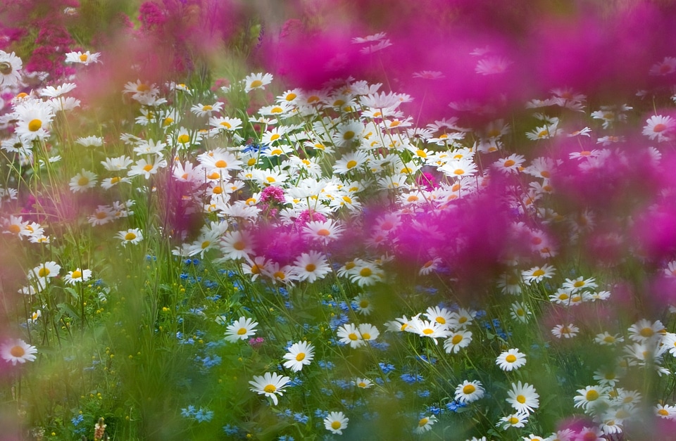 Daisies beautiful purple