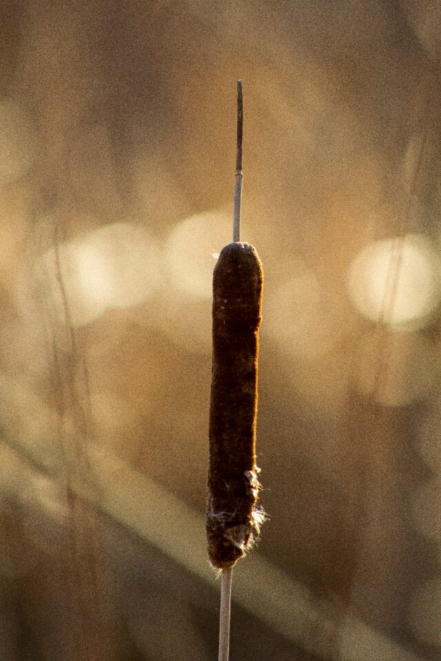 Free stock photo of canon, nature, winter