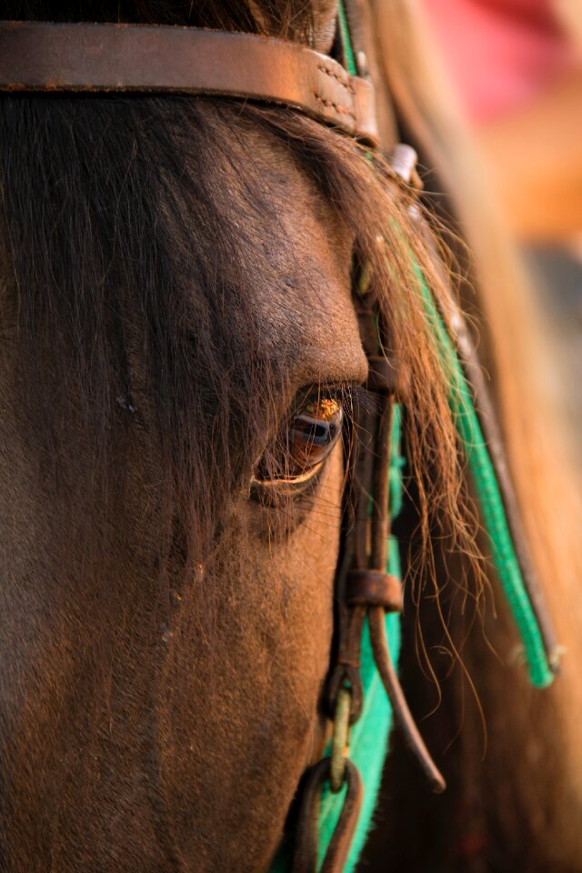 Free stock photo of horse, horseman, sunset