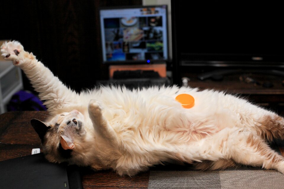 Free stock photo of cat, chai, egg