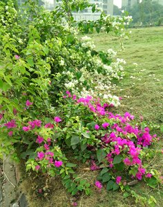 Free stock photo of bougainvillea, flowers, garden