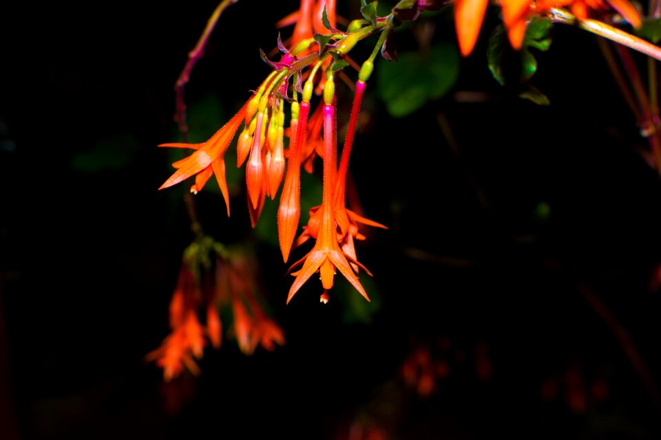 Pink Yellow and Orange Flower Macro Photography