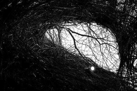 Free stock photo of black-and-white, branches, dark photo