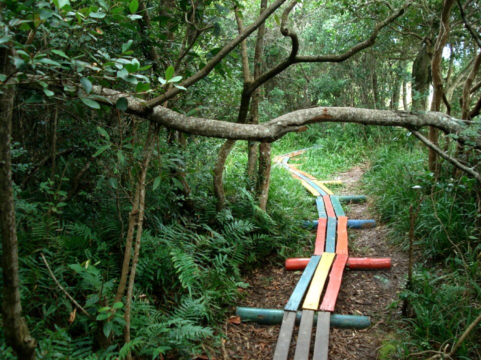 Free stock photo of adventure, branch, colorful