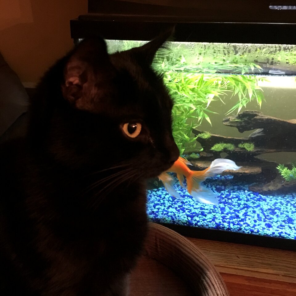 Free stock photo of cat, goldfish, night