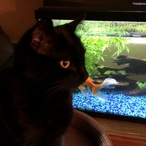 Free stock photo of cat, goldfish, night photo