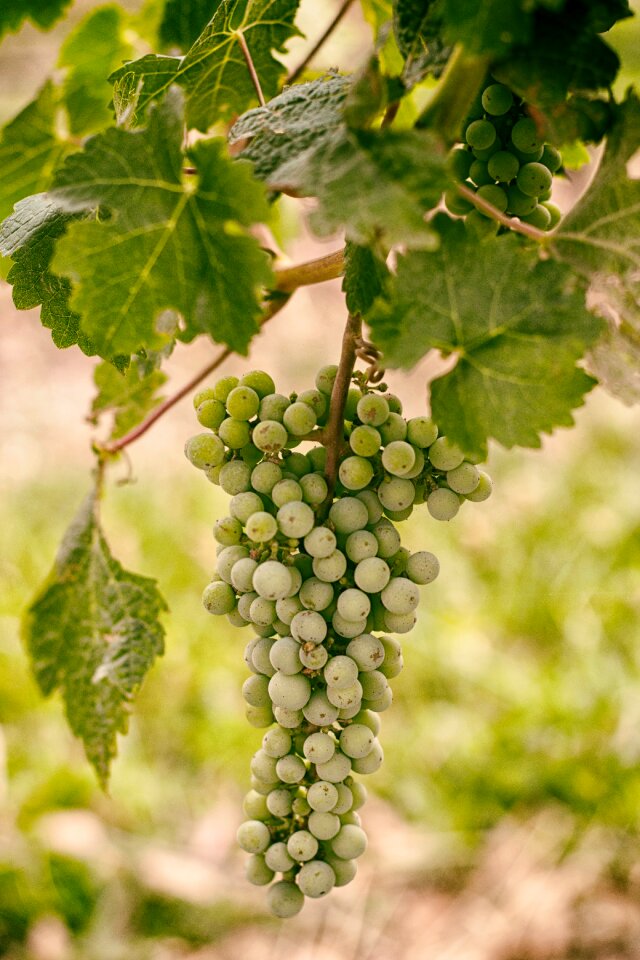 Close-up Photo of Green Round Fruits