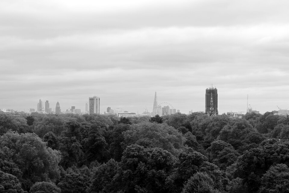 Pine Tress and High Building in Grayscale Photo