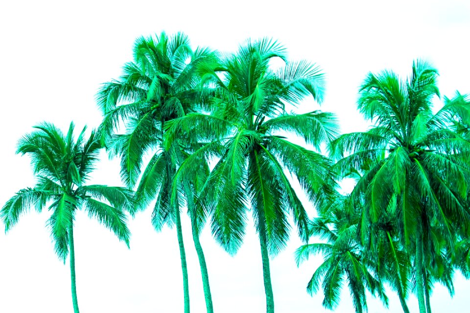 Free stock photo of coqueiro, palmtree