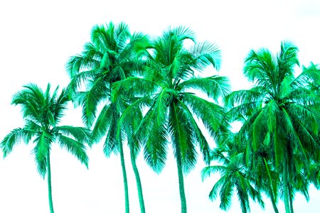 Free stock photo of coqueiro, palmtree