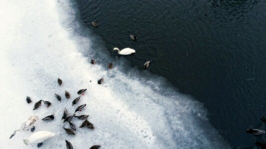 Free stock photo of ice, snow, swan photo