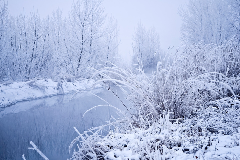 Branches grass fog