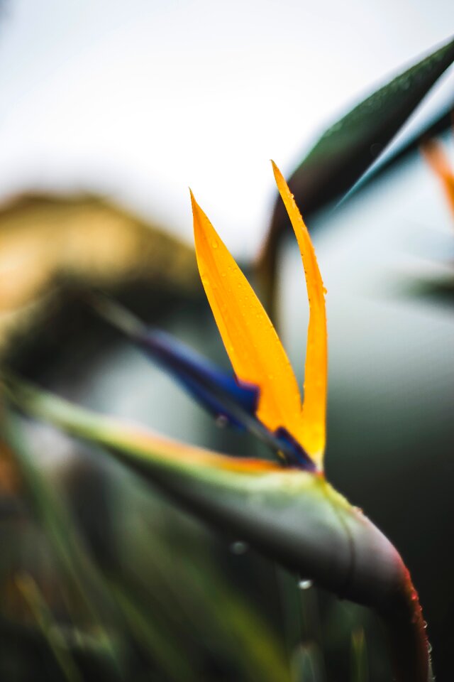 Free stock photo of backyard, flowers, rain