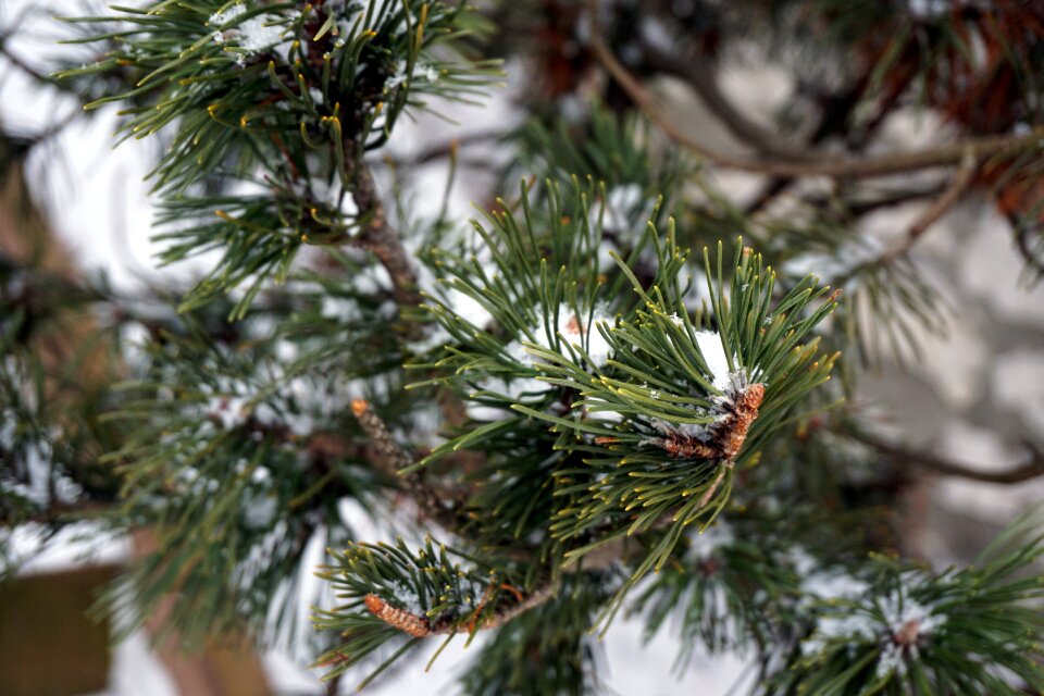 Free stock photo of outdoor, snow, snowy
