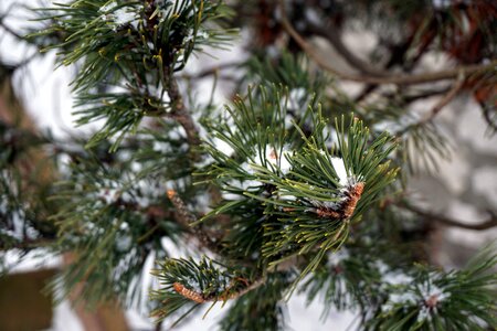 Free stock photo of outdoor, snow, snowy photo