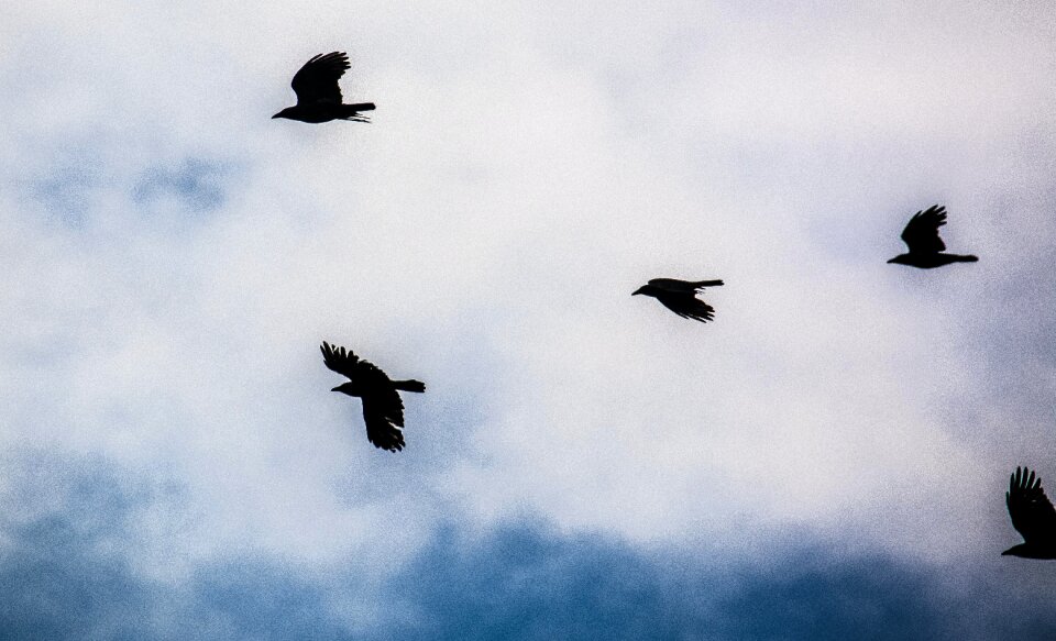 Free stock photo of ravens
