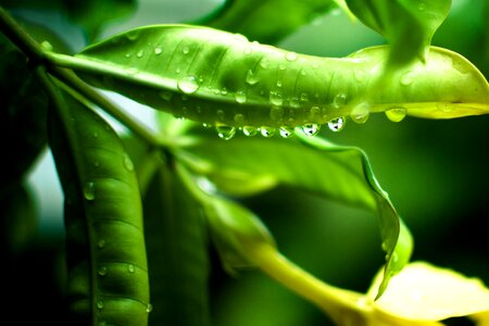 Free stock photo of rain, raindrops