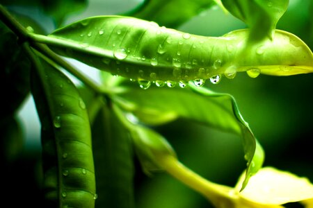 Free stock photo of rain, raindrops photo