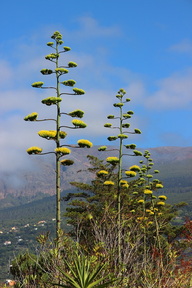 Inflorescence stalk exotic