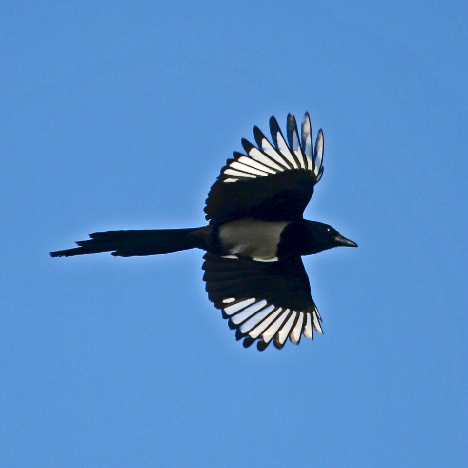 Free stock photo of black, magpie, nature
