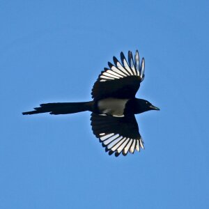 Free stock photo of black, magpie, nature photo