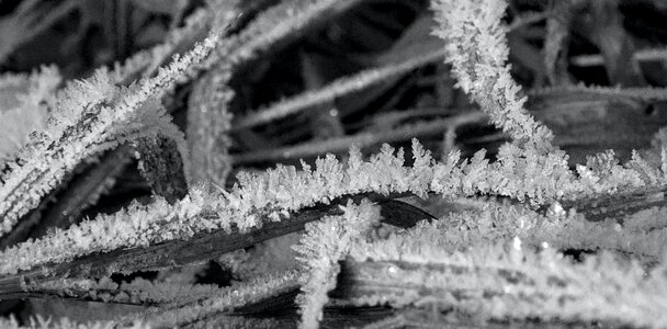 Free stock photo of bw, frost, hoarfrost photo